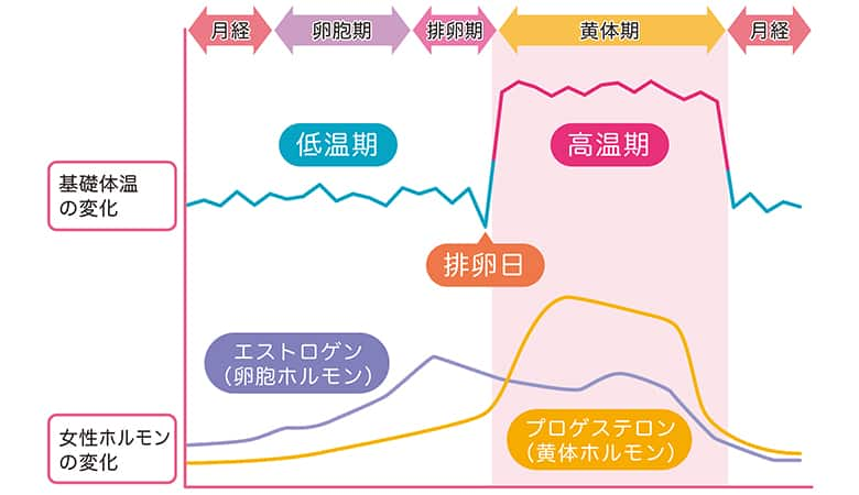 知っておこう！女性ホルモンの影響による肌の変化